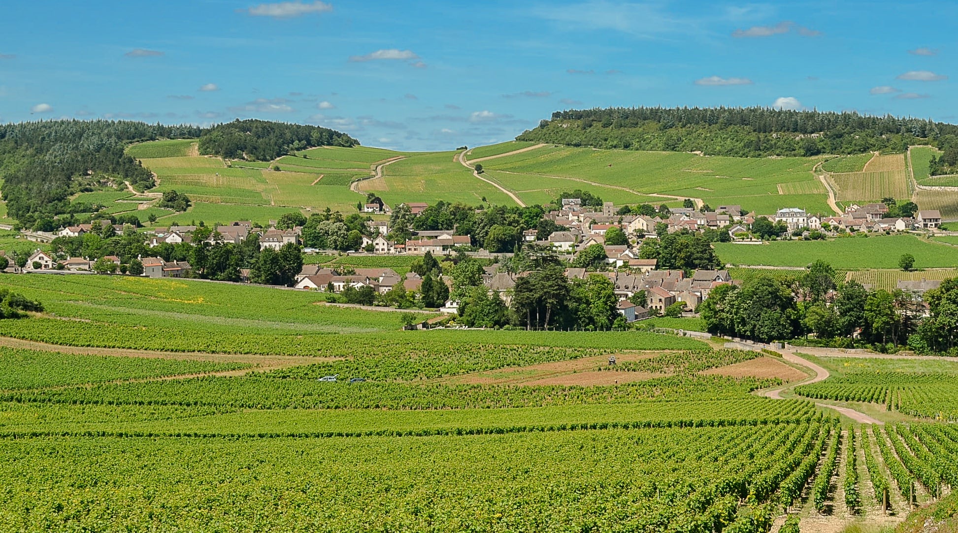 Les bourgognes sont partout en Bourgogne sauf dans la Nièvre