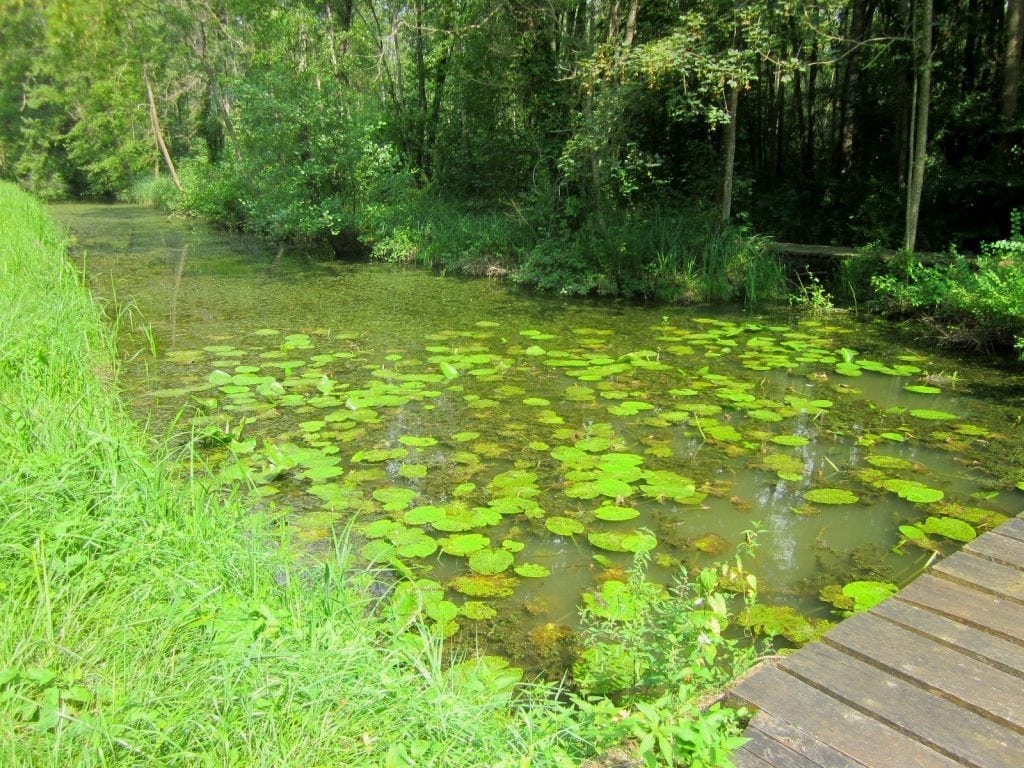 MirebeausurBèze, marais naturellement sensible