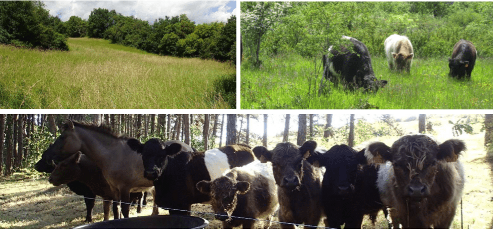 Bienvenue aux vaches Galloway de Chassey-le-Camp