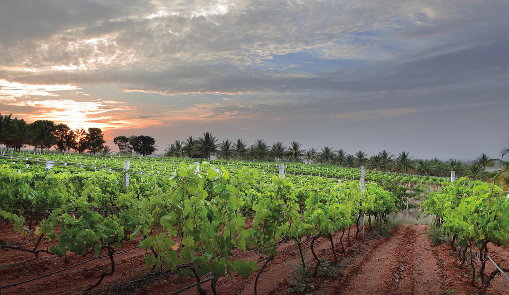 Foire de Dijon : le vin, autre merveille de l’Inde ?