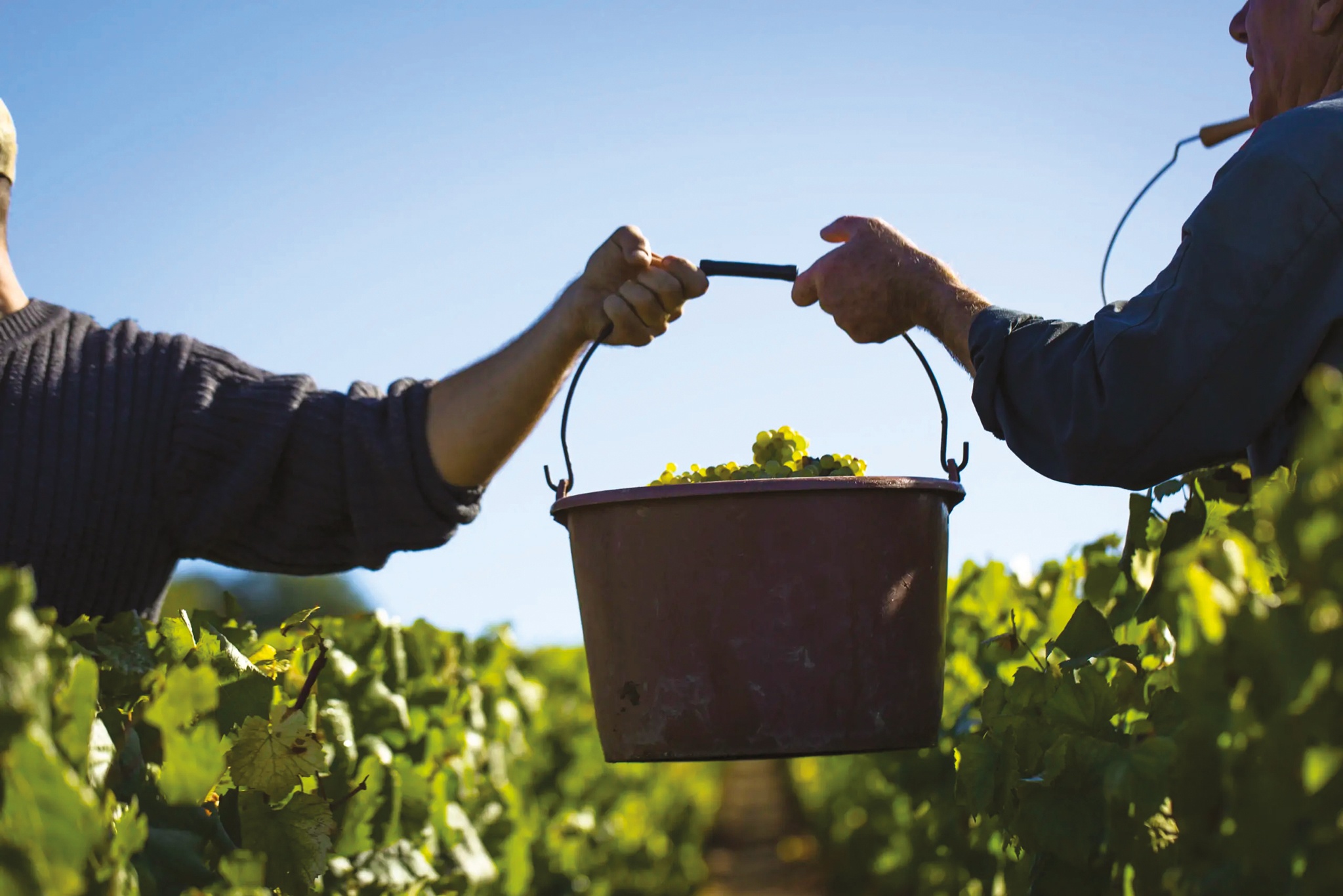 Vigne et vin : VITA Bourgogne fête sa 1000ème offre d’emploi publiée