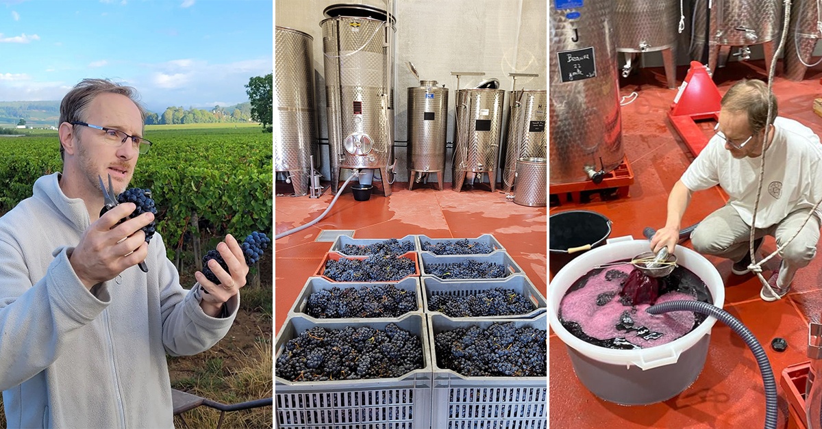 Laurent Gotti, journaliste et dégustateur en Bourgogne, raconte sa première vinification